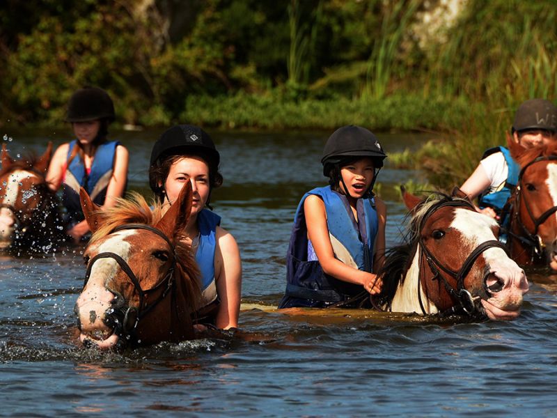 Swimming With Horses2