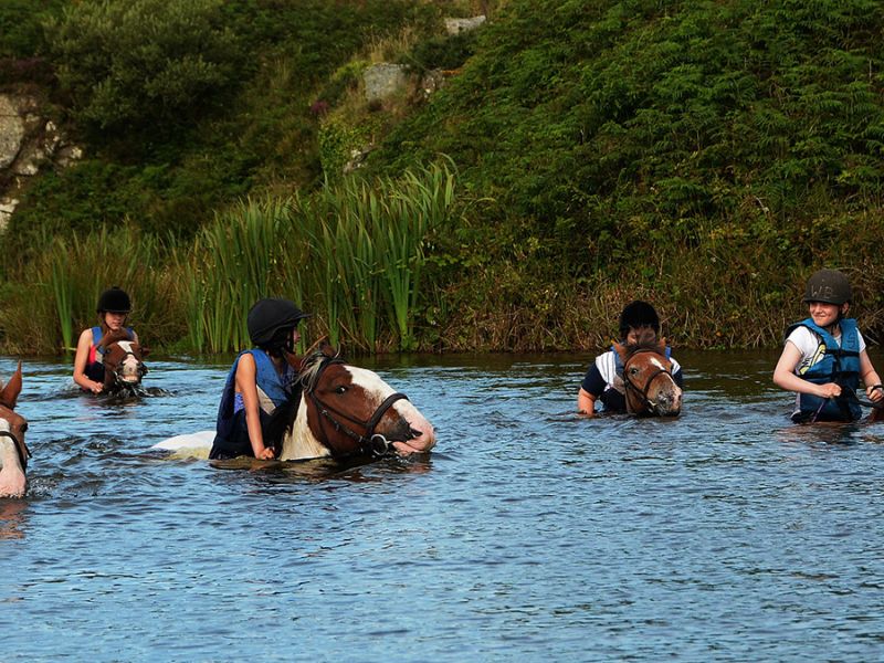 Swimming With Horses3