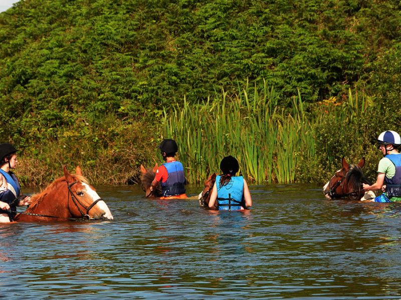Swimming With Horses6