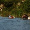 Swimming With Horses1