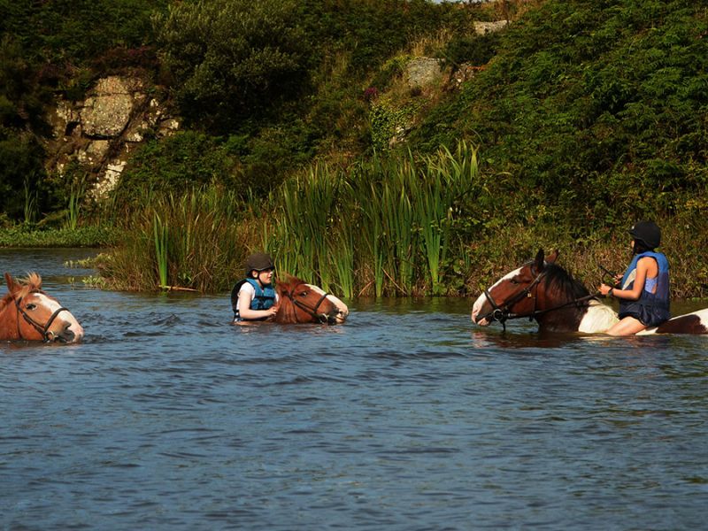 Swimming With Horses1