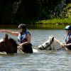 Swimming With Horses4