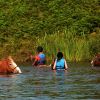 Swimming With Horses6