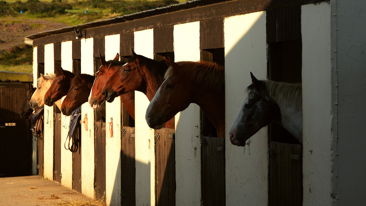 meet the horses - wheal buller riding school cornwall